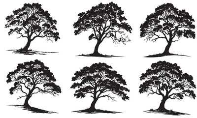 Fototapeta premium Six Majestic Trees Standing in Formation Silhouette