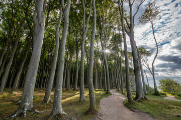 Der Gespensterwald bei Nienhagen an der Ostseeküste