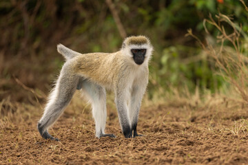 monkey