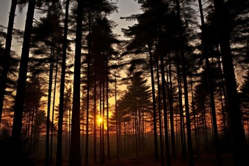 Landscape forest silhouette sunlight.
