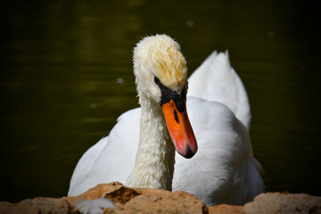 Obraz premium Cisne branco com olhar desconfiado