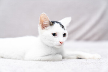 White kitten unique black markings lying, sleeping, looking on soft blanket indoors, cute domestic cat portrait for pet adoption, animal shelter, veterinary care, feline love and companionship concept