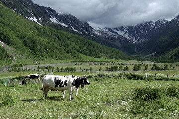 Una mucca pezzata bianca e nera pascola in un prato verde e lussureggiante in un paesaggio alpino...