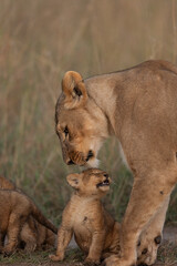 lioness and cubs