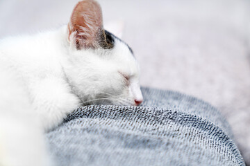 White kitten unique black markings lying, sleeping, looking on soft blanket indoors, cute domestic cat portrait for pet adoption, animal shelter, veterinary care, feline love and companionship concept