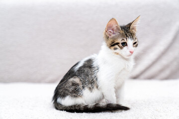 White kitten unique black markings lying, sleeping, looking on soft blanket indoors, cute domestic cat portrait for pet adoption, animal shelter, veterinary care, feline love and companionship concept