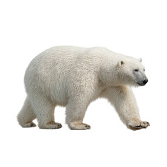 Polar bear walking on a snow-covered landscape in a natural habitat