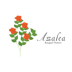 Azalea plant flower vector illustrations.
