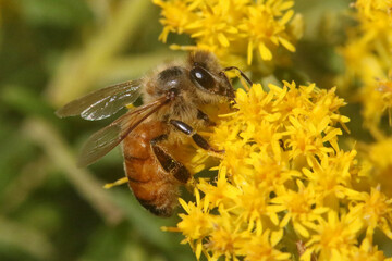 Honeybees on Goldenrod in fall, their last food source before winter.