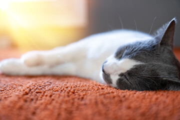 Cute gray white cat on orange plaid. Pet warms under a blanket in cold winter weather. a gray and white cat sleeping under a blanket. Pets friendly and care concept. domestic cat on sofa
