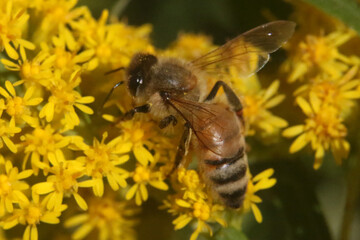 Honeybees on Goldenrod in fall, their last food source before winter.