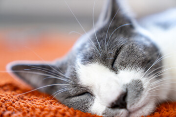 Cute gray white cat on orange plaid. Pet warms under a blanket in cold winter weather. a gray and white cat sleeping under a blanket. Pets friendly and care concept. domestic cat on sofa
