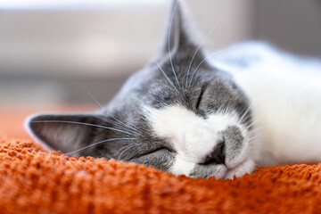 Cute gray white cat on orange plaid. Pet warms under a blanket in cold winter weather. a gray and white cat sleeping under a blanket. Pets friendly and care concept. domestic cat on sofa
