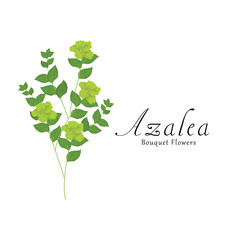 Azalea plant flower vector illustrations.