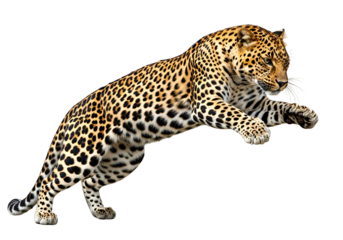 A magnificent leopard leaps majestically against a stark black background, showcasing its intricate spotted coat in dynamic action.
