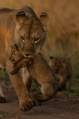 lioness and cub