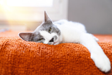 Cute gray white cat on orange plaid. Pet warms under a blanket in cold winter weather. a gray and white cat sleeping under a blanket. Pets friendly and care concept. domestic cat on sofa
