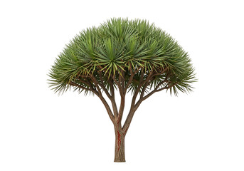 A full shot of a vibrant, green, succulent tree against a stark black background, showcasing its unique, radiating foliage and sturdy trunk.