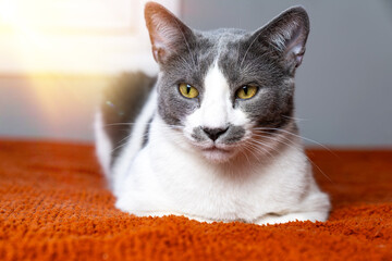 Cute gray white cat on orange plaid. Pet warms under a blanket in cold winter weather. a gray and white cat sleeping under a blanket. Pets friendly and care concept. domestic cat on sofa

