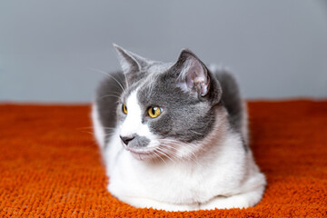 Cute gray white cat on orange plaid. Pet warms under a blanket in cold winter weather. a gray and white cat sleeping under a blanket. Pets friendly and care concept. domestic cat on sofa
