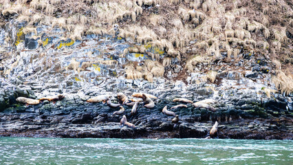 seal rookery on island in Pacific ocean