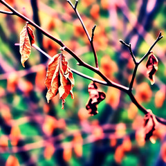 Autumn Maple Leaves in Soft Light – Moody Forest Scene
