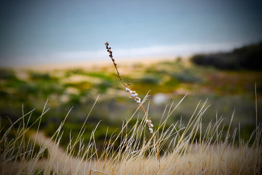 Sobreviv&ecirc;ncia dos caracois em terras aridas da sanava com mar ao fundo