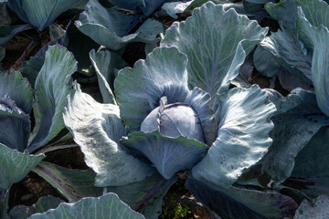Healthy purple cabbage growing in green vegetable field