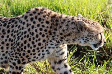 cheetah in the grass