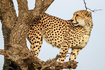 cheetah in the wild © Mr Sketch