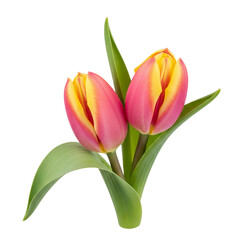 Fototapeta premium Two Pink-Yellow Tulips with Green Leaves on White Background