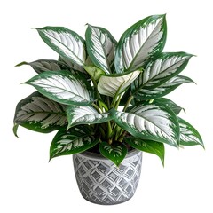 Potted plant with variegated leaves