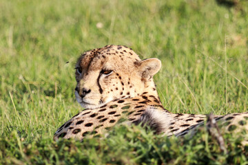 Cheetah