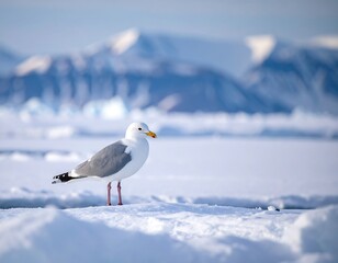 Arctic gull on snowy ice, mountains in the background