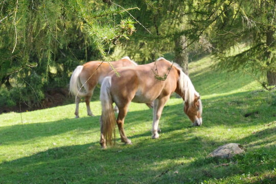 Haflinger