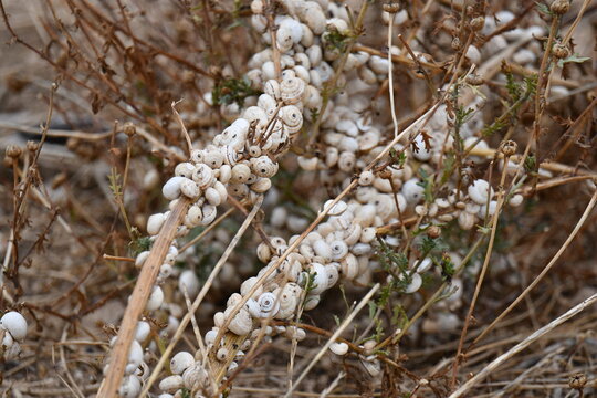 Sobreviv&ecirc;ncia dos caracois em terras aridas da sanava