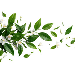 Jasmine tea leaves [Transparent Background PNG].