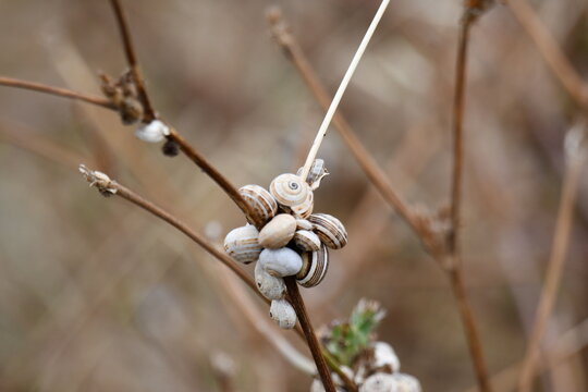 Sobreviv&ecirc;ncia dos caracois em terras aridas da sanava