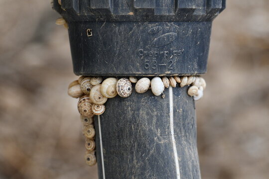 Sobreviv&ecirc;ncia dos caracois em terras aridas da sanava