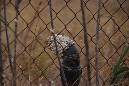 Sobreviv&ecirc;ncia dos caracois em terras aridas da sanava