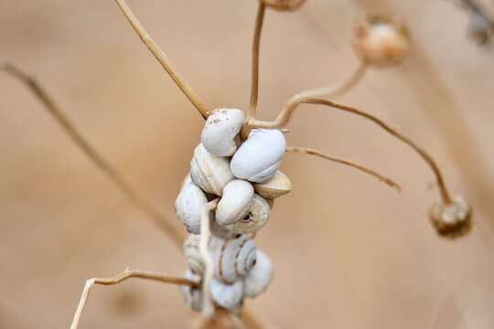 Sobreviv&ecirc;ncia dos caracois em terras aridas da sanava