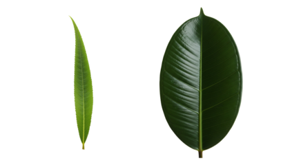 Side-by-Side Comparison of Narrow and Broad Glossy Green Leaves on White Background