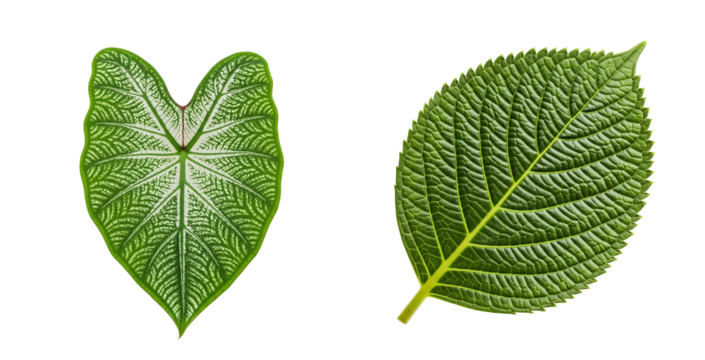 Side-by-Side Comparison of Heart-Shaped and Serrated Oval Leaves on White Background