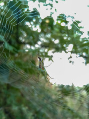 Orchard Orbweaver Spider is weaving a web.