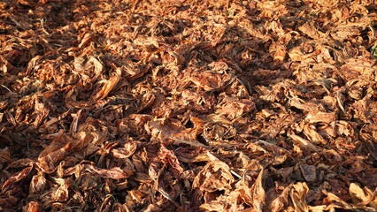 Texture of Dry Tobacco Leaves