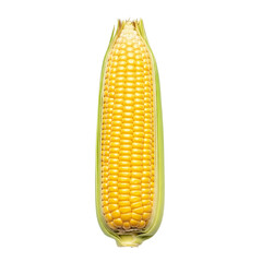 Fresh Ear of Corn with Partially Peeled Husk on White Background
