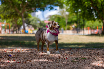 Australian shepherd red merle in park wearing a pink bandana.