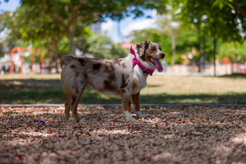 Australian shepherd red merle in park wearing a pink bandana.