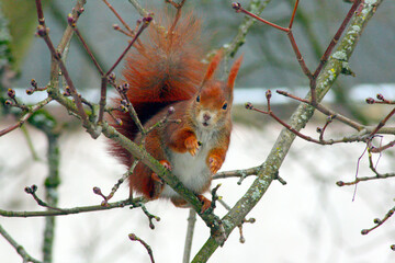 Eichhörnchen im Winterausklang