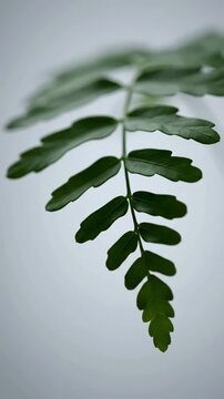 Delicate Frond Under Side Light